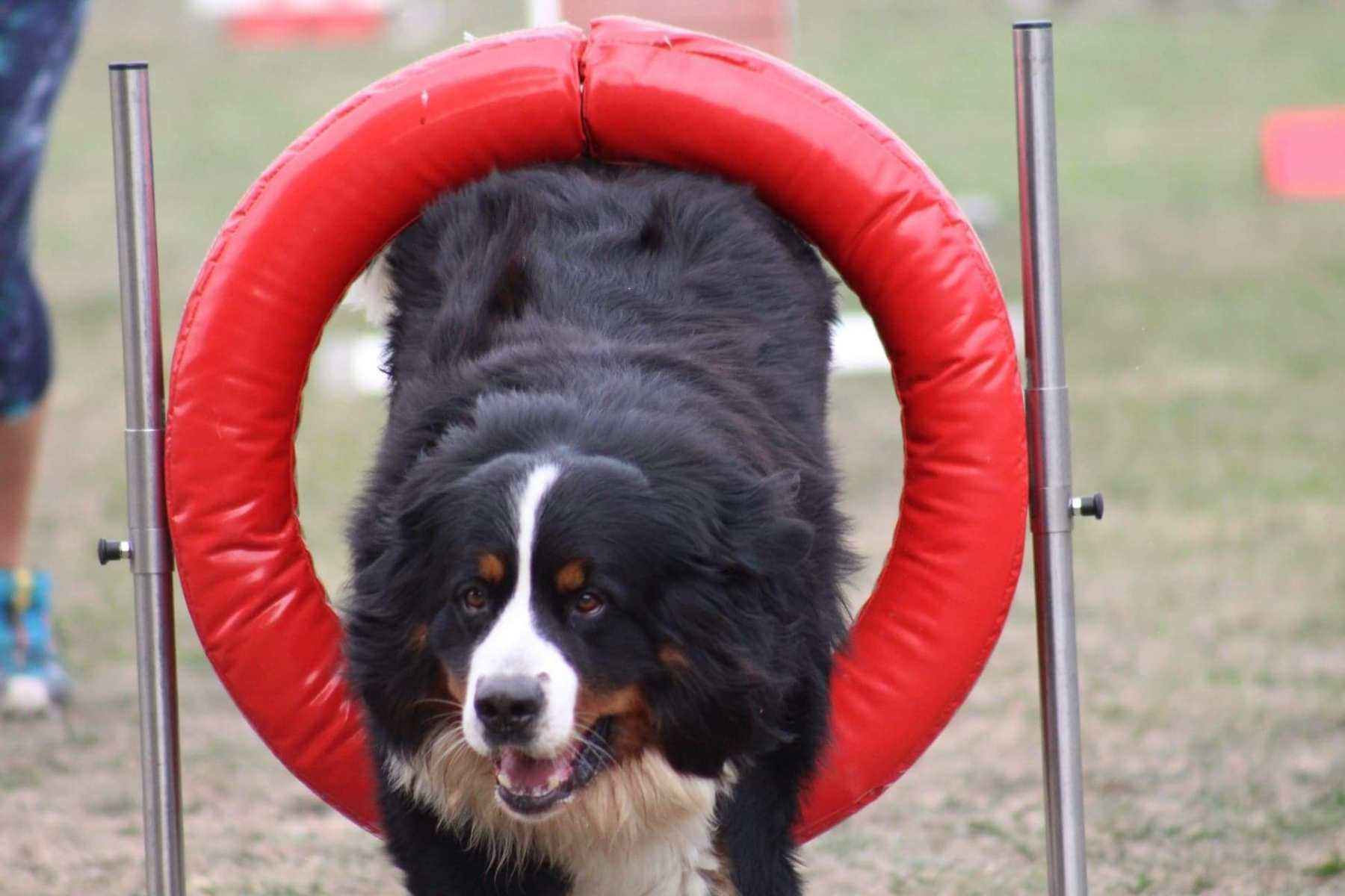 Hooper