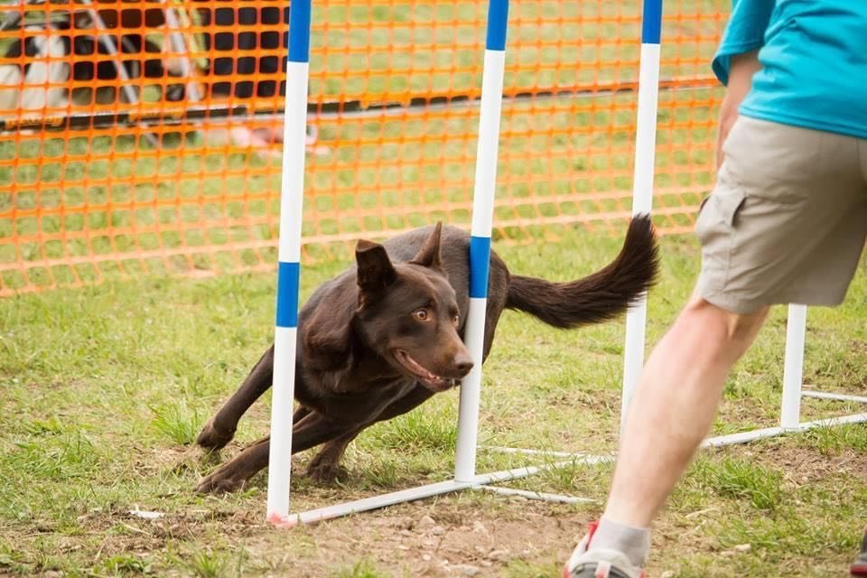 Slalom sans laisse