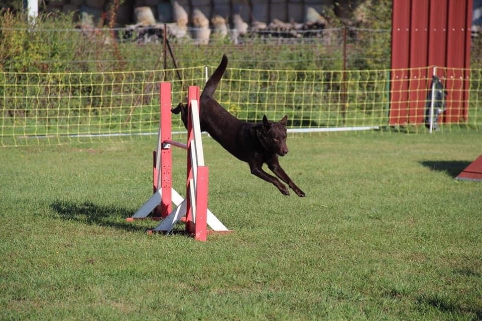 Saut de haie en pleine extension sur le terrain du club