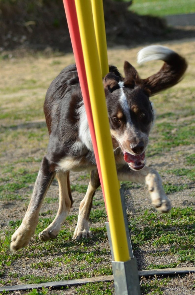 Border collie concentré dans le slalom
