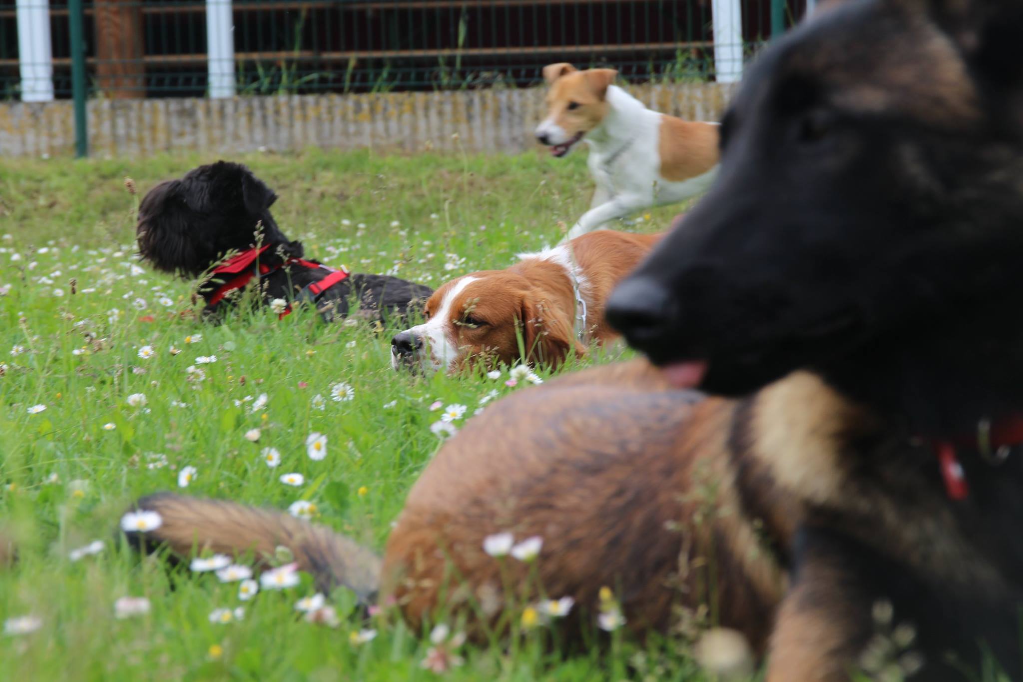 Socialisation au calme