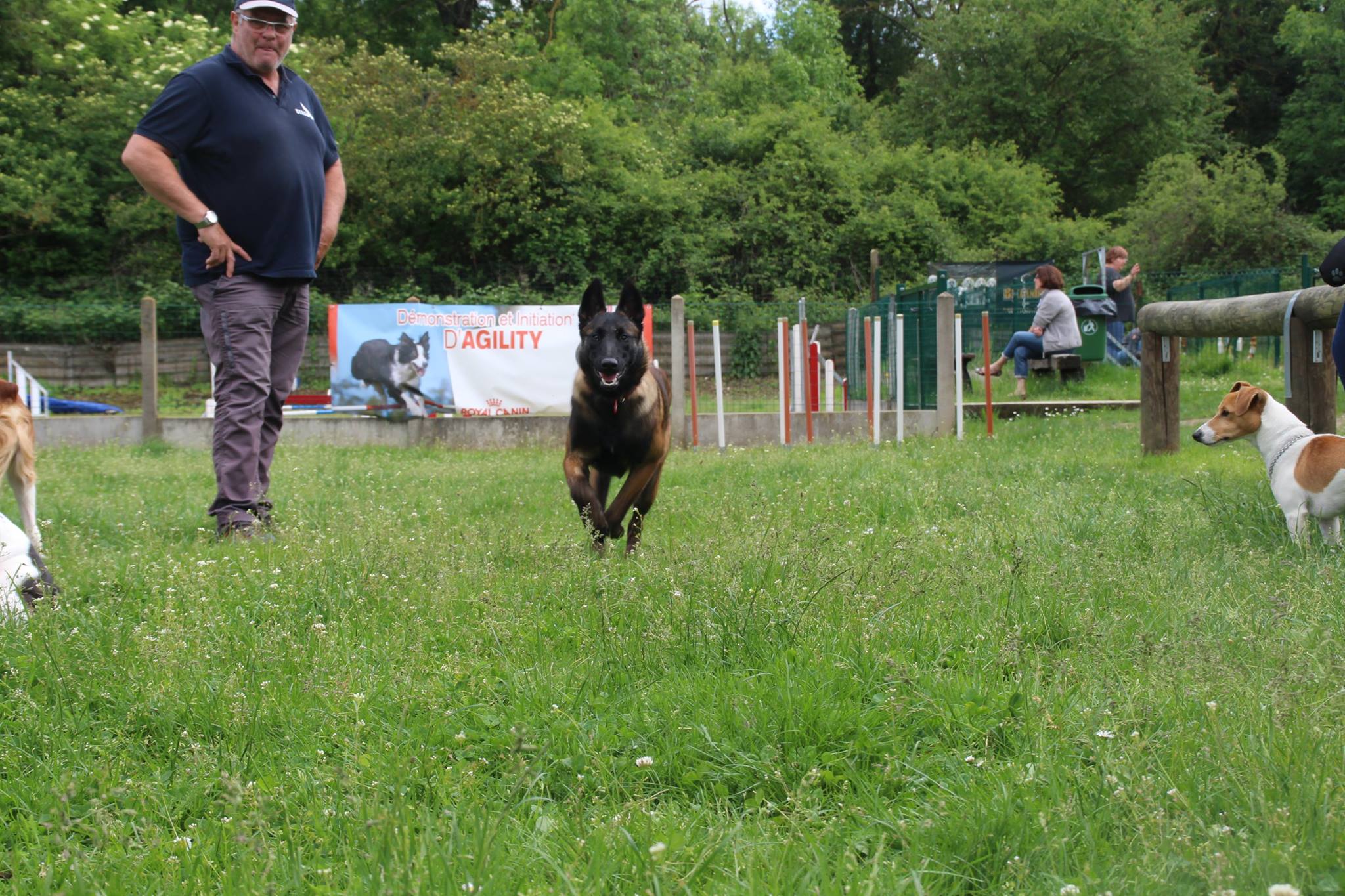 Chien du TCC-Lutterbach courant sur le terrain lors d'une démonstration d'agility